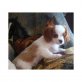 Cavalier King Charles Spaniel - Rüde