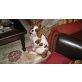Cavalier King Charles Spaniel - Rüde