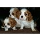 Cavalier King Charles Spaniel - Rüde