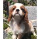 Cavalier King Charles Spaniel - Rüde