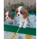 Cavalier King Charles Spaniel - Rüde