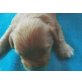 Cavalier King Charles Spaniel - Rüde