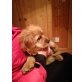 Cavalier King Charles Spaniel - Rüde