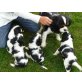 Cavalier King Charles Spaniel - Rüde
