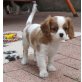 Cavalier King Charles Spaniel - Rüde