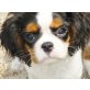 Cavalier King Charles Spaniel Welpen - Hündin