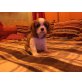 Cavalier King Charles Spaniel Welpen - Hündin