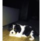 Cavalier King Charles Spaniel Welpen - Hündin