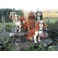 Cavalier King Charles Spaniel Welpen - Hündin