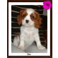 Cavalier King Charles Spaniel Welpen - Hündin