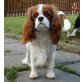 Cavalier King Charles Spaniel Welpen - Hündin