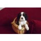 Cavalier King Charles Spaniel Welpen - Hündin
