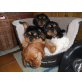 Cavalier King Charles Spaniel Welpen - Hündin