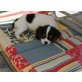 Cavalier King Charles Spaniel Welpen - Hündin