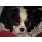 Cavalier King Charles Spaniel Welpen - Hündin