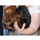 Cavalier King Charles Spaniel Welpen - Hündin