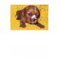 Cavalier King Charles Spaniel Welpen - Hündin