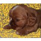 Cavalier King Charles Spaniel Welpen - Hündin