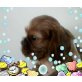 Cavalier King Charles Spaniel Welpen - Hündin