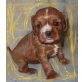 Cavalier King Charles Spaniel Welpen - Hündin