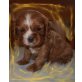 Cavalier King Charles Spaniel Welpen - Hündin