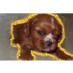 Cavalier King Charles Spaniel Welpen - Hündin