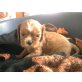 Cavalier King Charles Spaniel Welpen - Hündin