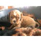 Cavalier King Charles Spaniel Welpen - Hündin