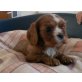 Cavalier King Charles Spaniel Welpen - Hündin