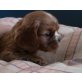 Cavalier King Charles Spaniel Welpen - Hündin