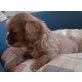 Cavalier King Charles Spaniel Welpen - Hündin
