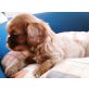 Cavalier King Charles Spaniel Welpen - Hündin