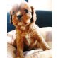 Cavalier King Charles Spaniel Welpen - Hündin
