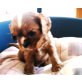 Cavalier King Charles Spaniel Welpen - Hündin