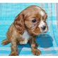 Cavalier King Charles Spaniel Welpen - Hündin