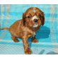 Cavalier King Charles Spaniel Welpen - Hündin
