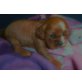 Cavalier King Charles Spaniel Welpen - Hündin