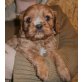 Cavalier King Charles Spaniel Welpen - Hündin