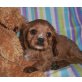 Cavalier King Charles Spaniel Welpen - Hündin