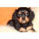 Cavalier King Charles Spaniel Welpen - Hündin