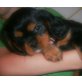 Cavalier King Charles Spaniel Welpen - Hündin