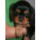 Cavalier King Charles Spaniel Welpen - Hündin