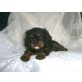 Cavalier King Charles Spaniel Welpen - Hündin