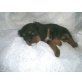 Cavalier King Charles Spaniel Welpen - Hündin