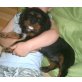 Cavalier King Charles Spaniel Welpen - Hündin