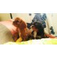 Cavalier King Charles Spaniel Welpen - Hündin