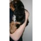 Cavalier King Charles Spaniel Welpen - Hündin