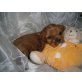Cavalier King Charles Spaniel Welpen - Hündin