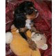 Cavalier King Charles Spaniel Welpen - Hündin