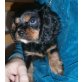 Cavalier King Charles Spaniel Welpen - Hündin